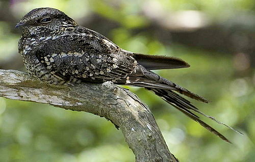 Scissor-tailed nightjar